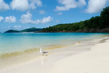 Photo sur Plexiglas Whitehaven Beach, île de Whitsundays, Australie seagull at Whitehaven Beach, Whitsundays Australia