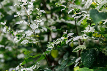Dwarf Snowbush, Breynia disticha, Euphorbiaceae, pink and white leaves, Pacific Islands.