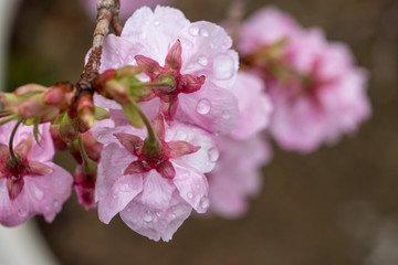 桜の花　春イメージ