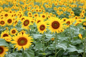 It has become the best time to see sunflowers.