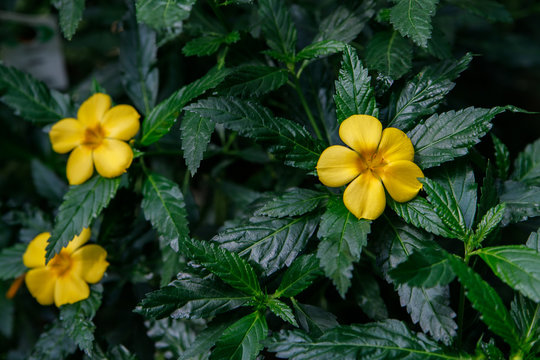 Turnera ulmifolia, ramgoat dashalong, yellow alder, damiana