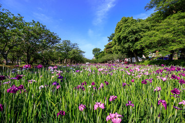 花菖蒲園＠長崎県大村市