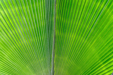 Fototapeta premium Palm leaf texture background close up
