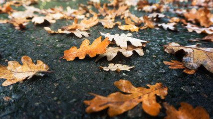 nasses herbstlaub auf der straße
