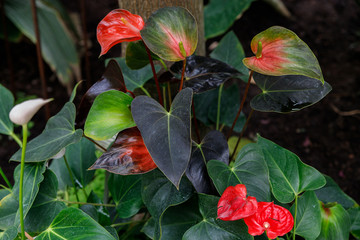 Anthurium or flamingo flowers Close up of anthurium flowers