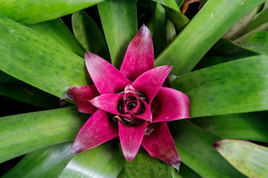 The colorful flowers view from above, bromelia