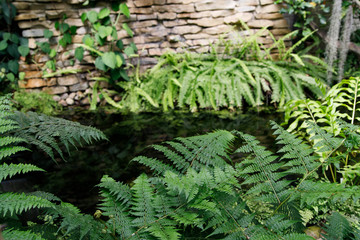 Tropical garden landscape. Fern leaves on the background of water.