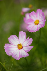 コスモス畑　秋イメージ