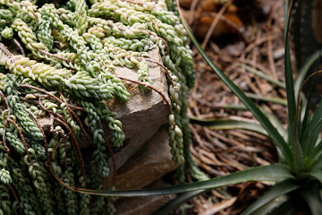 Sedum morganianum, donkey tail or burro's tail , a species of flowering plant in the family Crassulaceae
