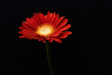 Gerbera