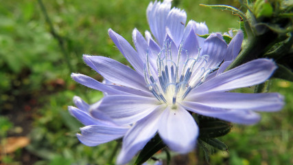 Chicory flower close up in summer garden   