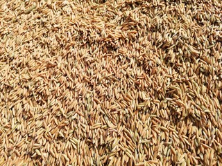 Yellow paddy rice on full background