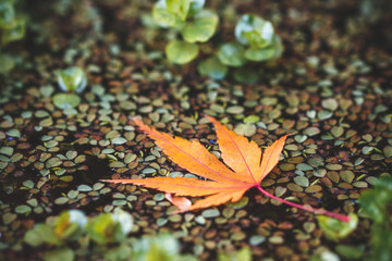 紅葉　秋イメージ