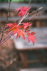 紅葉　秋イメージ
