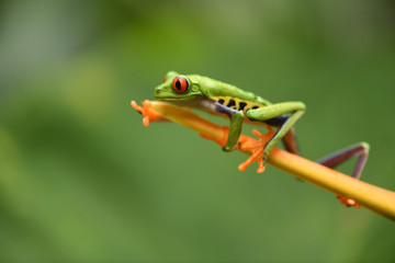 Fototapeta premium Red-Eyed Leaf Frog on flower