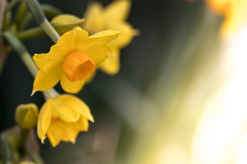 水仙の花　初春イメージ