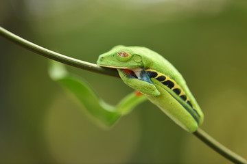 Red-Eyed Leaf Frog sleeping on plant stem
