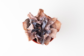 Dying cactus in pot on white background, top view