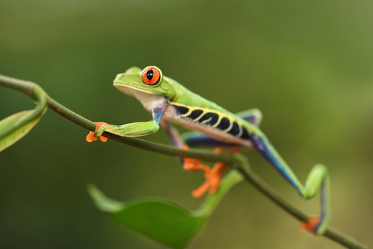 Red-Eyed Leaf Frog walking on plant stem © PetrDolejsek