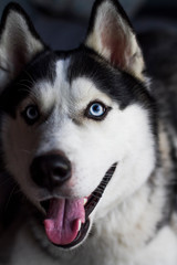 Cute muzzle adult husky closeup.