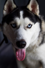 Muzzle of black white husky close up, the dog looks into the frame with his mouth open.