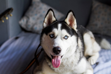 An adult dog breed Husky lying on the bed from the heat with his tongue stuck out looking into the frame.