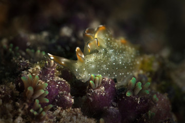 Nudibranch Elysia marginata. Underwater macro photography from Romblon, Philippines