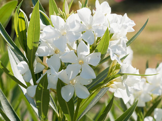 Nerium oleander in bloom with white flowers in clusters at the end of each branch and dark-green...