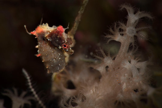 Pontoh's pygmy seahorse (Hippocampus pontohi). Underwater macro photography from Romblon, Philippines	