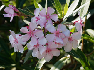 Nerium oleander in bloom with white and pink flowers in clusters at the end of each branch and...