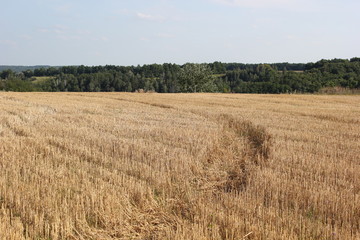 field of wheat after harvesting