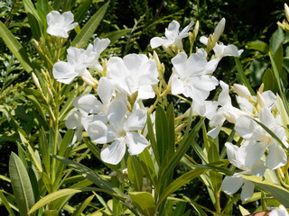 Nerium oleander in bloom with white flowers in clusters at the end of each branch and dark-green...