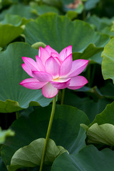 蓮の花