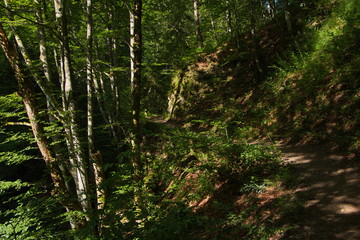 Obraz premium Hiking trail in Oetschergraben near to the Oetscher in Austria, Europe