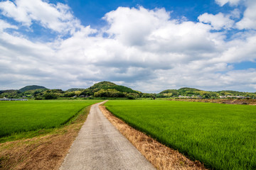 水田と田舎道　和風イメージ