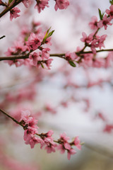 peach blossom in may second picture