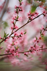 peach blossom in may first picture