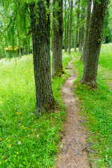 Blumenwiesen im Sextener Fischleinbachtal