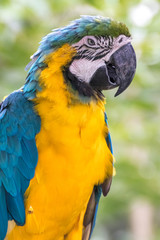 ルリコンゴウインコのポートレート
