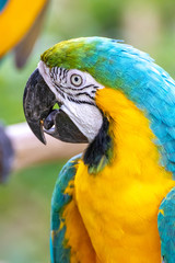 ルリコンゴウインコのポートレート