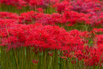 彼岸花畑　秋イメージ
