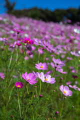 コスモス畑　秋イメージ