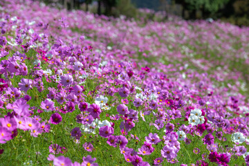 コスモス畑　秋イメージ