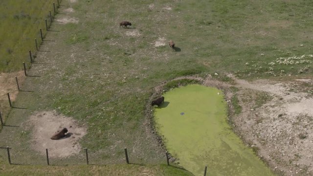 Bison herd feed grass in zoo. Animal. Wild life. Wisent. Buffalo.