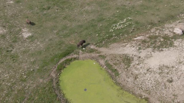 Bison herd feed grass in zoo. Animal. Wild life. Wisent. Buffalo.