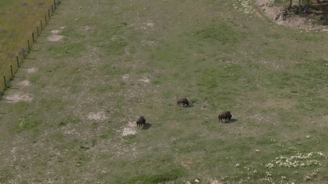 Bison herd feed grass in zoo. Animal. Wild life. Wisent. Buffalo.