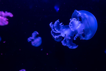 Naklejka na ściany i meble aquarium of jellyfish, fish, seaweed