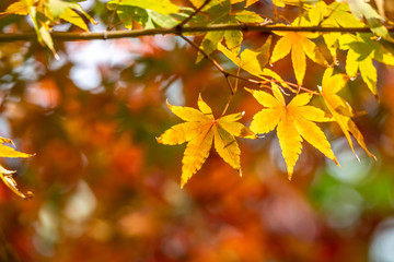 紅葉　秋イメージ
