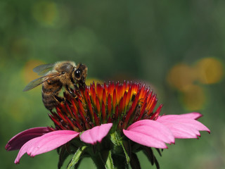Bienenfutter