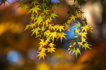 紅葉　秋イメージ